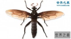 世界上最大的苍蝇，长达0.23米的大蚊