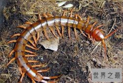 世界上最毒的蜈蚣，哈氏蜈蚣(蜈蚣中的毒王)
