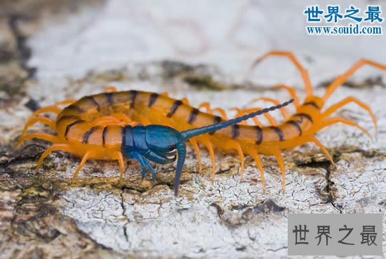 世界上最毒的蜈蚣，哈氏蜈蚣(蜈蚣中的毒王)