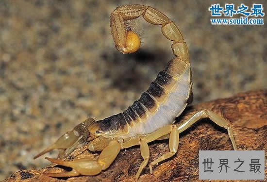 世界上最毒的蝎子，巴勒斯坦毒蝎(瞬间让人致命)