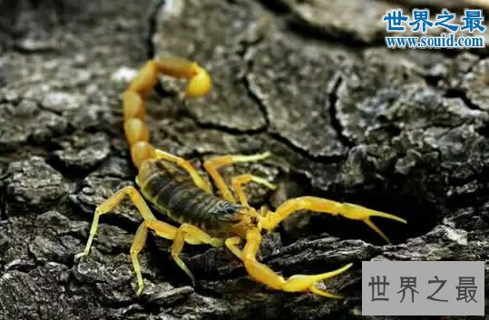 世界上最毒的蝎子，巴勒斯坦毒蝎(瞬间让人致命)