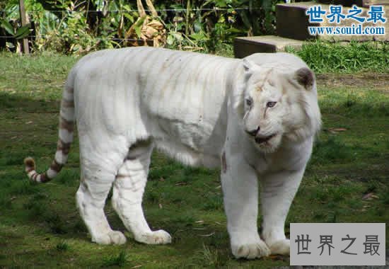世界上最白的老虎，纯白虎(超可爱的老虎)