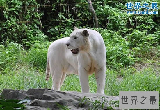 世界上最白的老虎，纯白虎(超可爱的老虎)