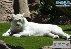 世界上最白的老虎，纯白虎(超可爱的老虎)