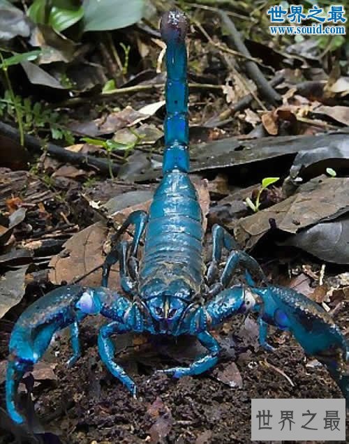 世界上最大的蝎子，真帝王蝎(长0.4米)