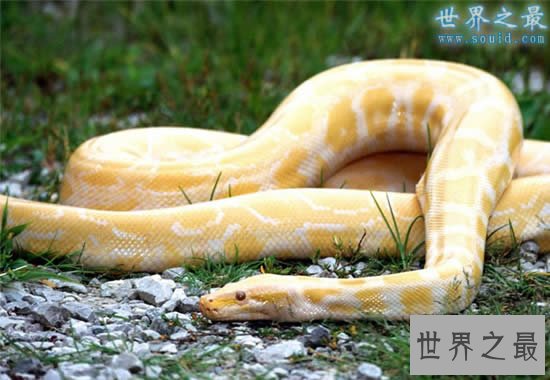 蛇的寿命？世界上年龄最大的蛇(1867年)