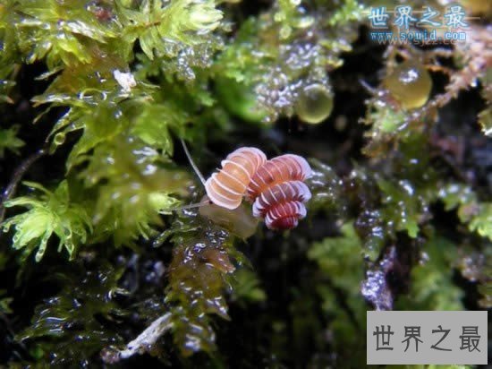 世界上最小的蜗牛，比针眼还小(0.6毫米)