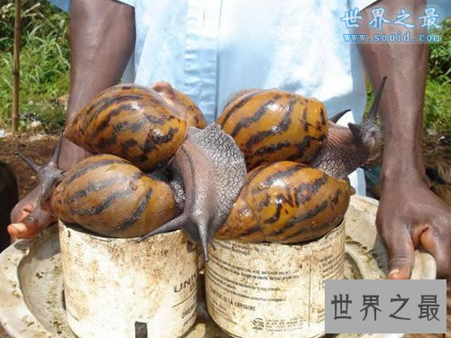 世界上最大的蜗牛，非洲大蜗牛(长20厘米)