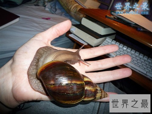 世界上最大的蜗牛，非洲大蜗牛(长20厘米)