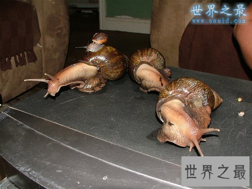 世界上最大的蜗牛，非洲大蜗牛(长20厘米)
