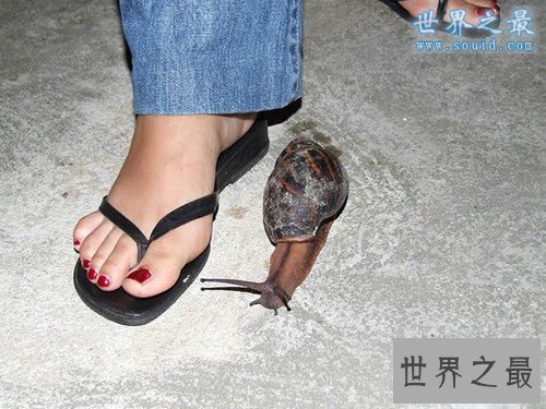 世界上最大的蜗牛，非洲大蜗牛(长20厘米)