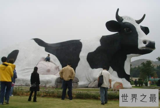 世界上最大的奶牛，身高接近2米高