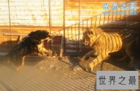 世界上最凶猛最厉害的狗，中国鬼獒(凶残度120%)