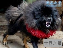 世界上最凶猛最厉害的狗，中国鬼獒(凶残度120%)
