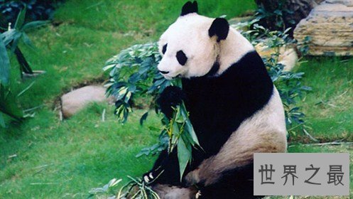 寿命最长的熊猫,37岁(相当于人类111岁)
