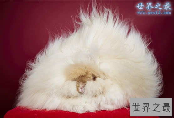 世界上兔毛最长的兔子，长36.5厘米(不信看图)