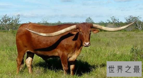 世界上最长的牛角，长达近3米(图)