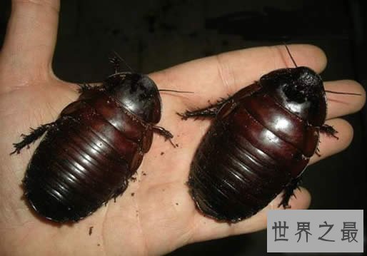世界上最大的蟑螂,犀牛蟑螂(最长达8.3厘米)