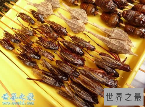 世界上最大的蟑螂,犀牛蟑螂(最长达8.3厘米)