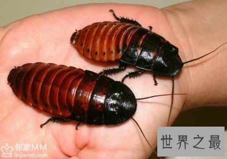 世界上最大的蟑螂,犀牛蟑螂(最长达8.3厘米)