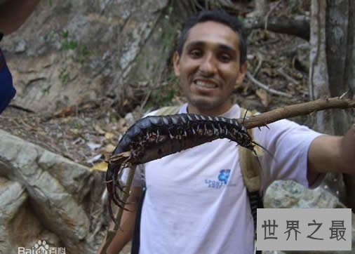 世界上最大的蜈蚣,加拉帕格斯巨人蜈蚣(长0.62米)