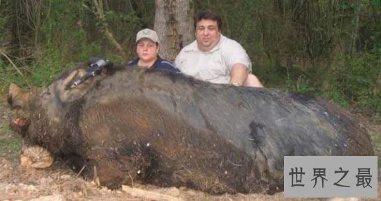 世界上最大的猪,关于猪的世界之最