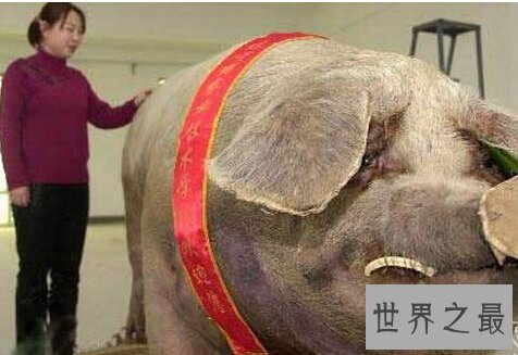 世界上最大的猪,关于猪的世界之最