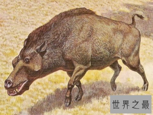 世界上最大的猪,关于猪的世界之最