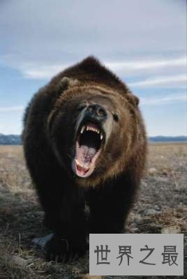 世界上最大的食肉类动物