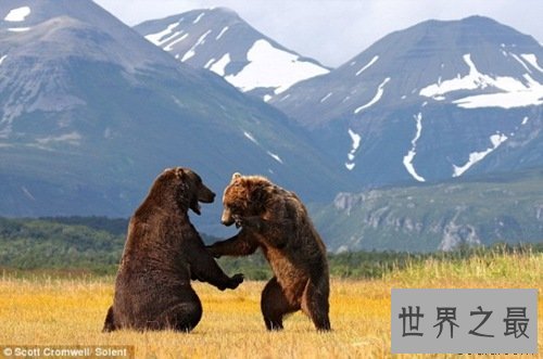 世界上最大的食肉类动物