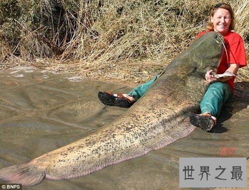 世界上最大的鲶鱼，长2.46米的巨型鲶鱼(重226斤)