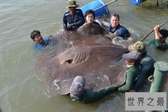 世界上最大的鲶鱼，长2.46米的巨型鲶鱼(重226斤)