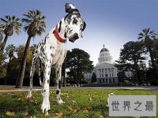 世界上最高的狗