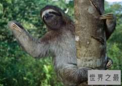 世界上最慢的动物