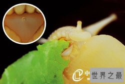 世界上牙齿最多的动物