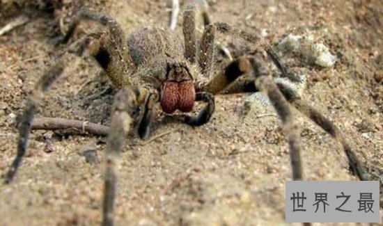 世界上最毒的动物排名,箭毒蛙瞬间杀死1.5万人