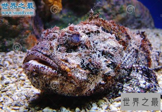 世界上最毒的动物排名,箭毒蛙瞬间杀死1.5万人