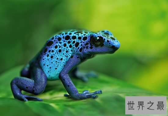 世界上最毒的动物排名,箭毒蛙瞬间杀死1.5万人
