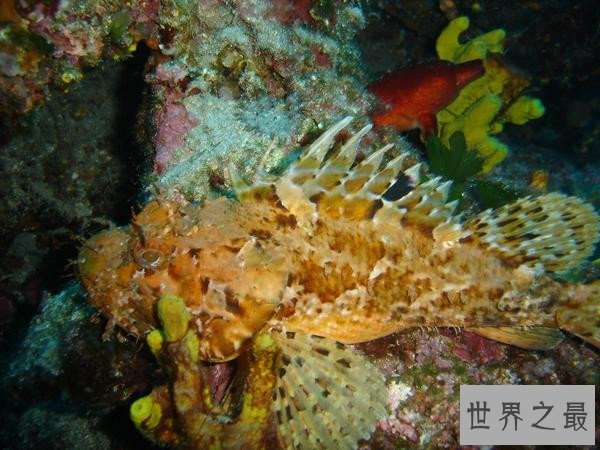 世界上最毒的动物排名,箭毒蛙瞬间杀死1.5万人