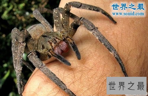 世界上最毒的动物排名,箭毒蛙瞬间杀死1.5万人