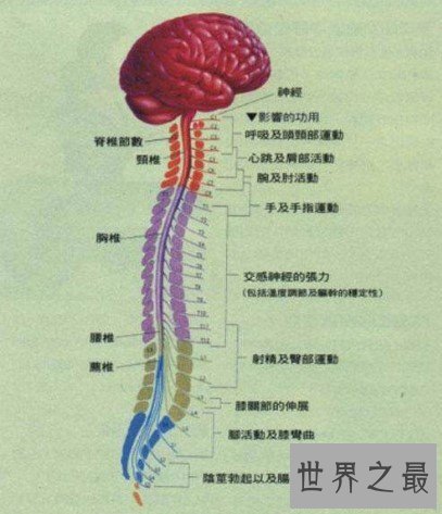 人体中最长的细胞,最长可达1米以上