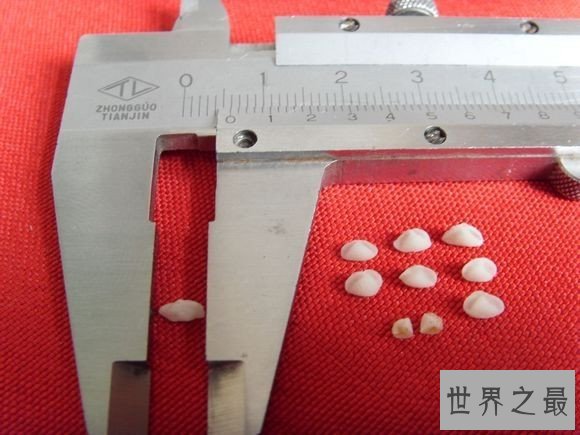 世界上最小的饺子,用牙签擀皮,6万个不足一碗!