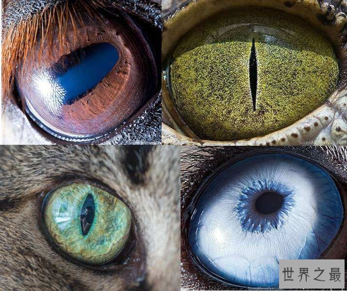 世界5种罕见的瞳孔,原来这个世界真的有白眼