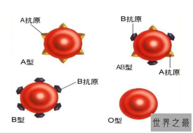 世界最罕见的血型,仅中国发现一例,世上再无出现
