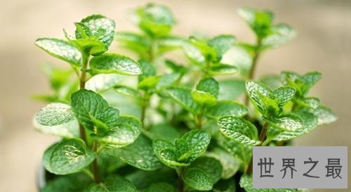 治疗胃疼的最好的十种方法，让你快速缓解病痛