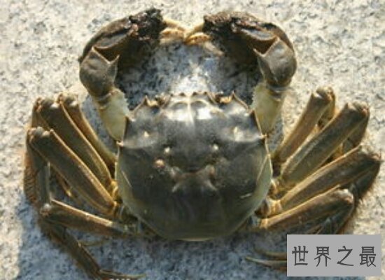 吃螃蟹不能吃什么 这些食物都和螃蟹是相克食物千万不能吃