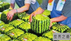 日本爆出天价方形西瓜  900元一个你敢买吗