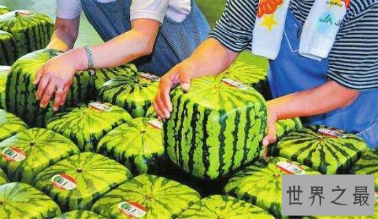 日本爆出天价方形西瓜  900元一个你敢买吗