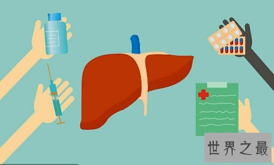 肝在什么位置？肝不好该如何调理？进来告诉你答案