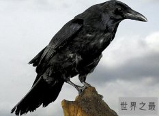 世界著名悖论乌鸦悖论 只需要一个红苹果就能够证明